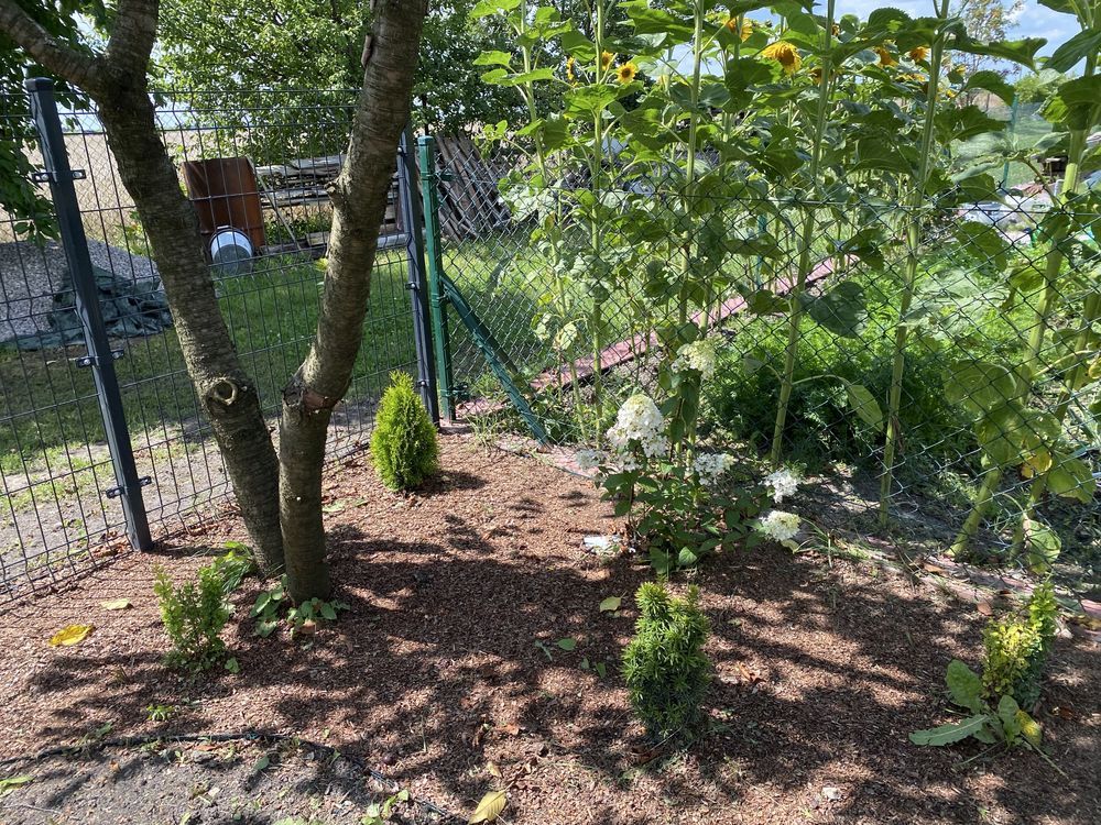 Działka rod Włoszczowa. Zdjęcie 6