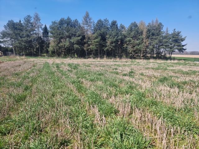 Działka rolno-budowlana Jarząbkowice. Zdjęcie 6