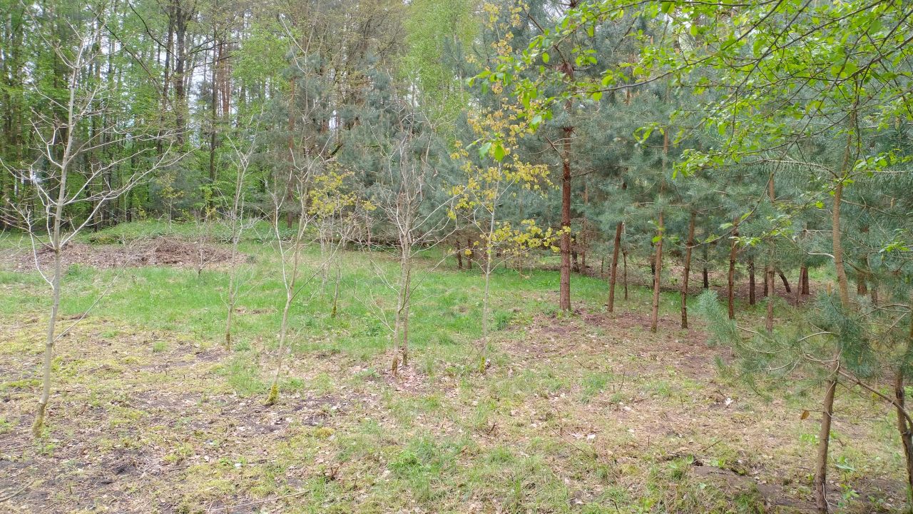 Działka budowlana Zofiówka, ul. Cmentarna. Zdjęcie 11