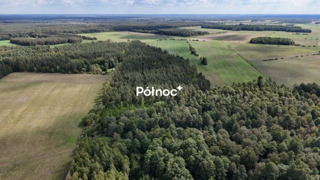 Działka leśna Pieńczykowo. Zdjęcie 5