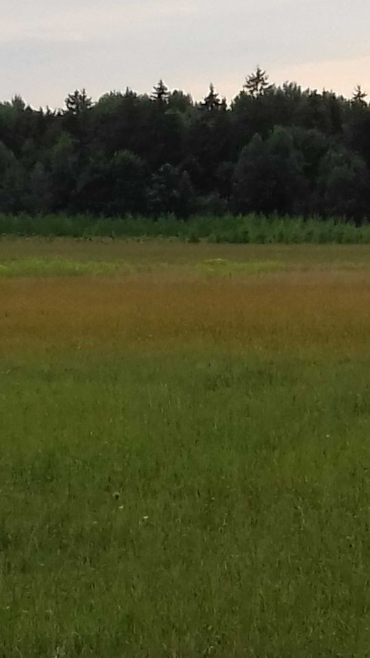 Działka siedliskowa Wierzchowisko. Zdjęcie 4