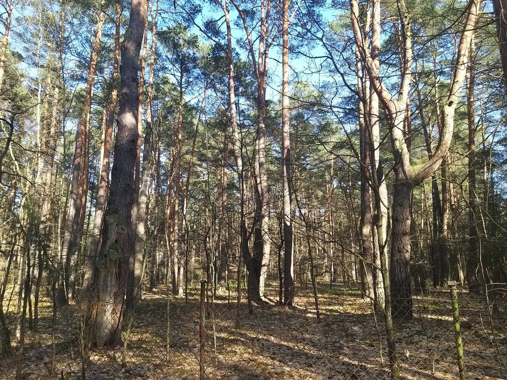 Działka leśna Osiedle Wilga. Zdjęcie 3