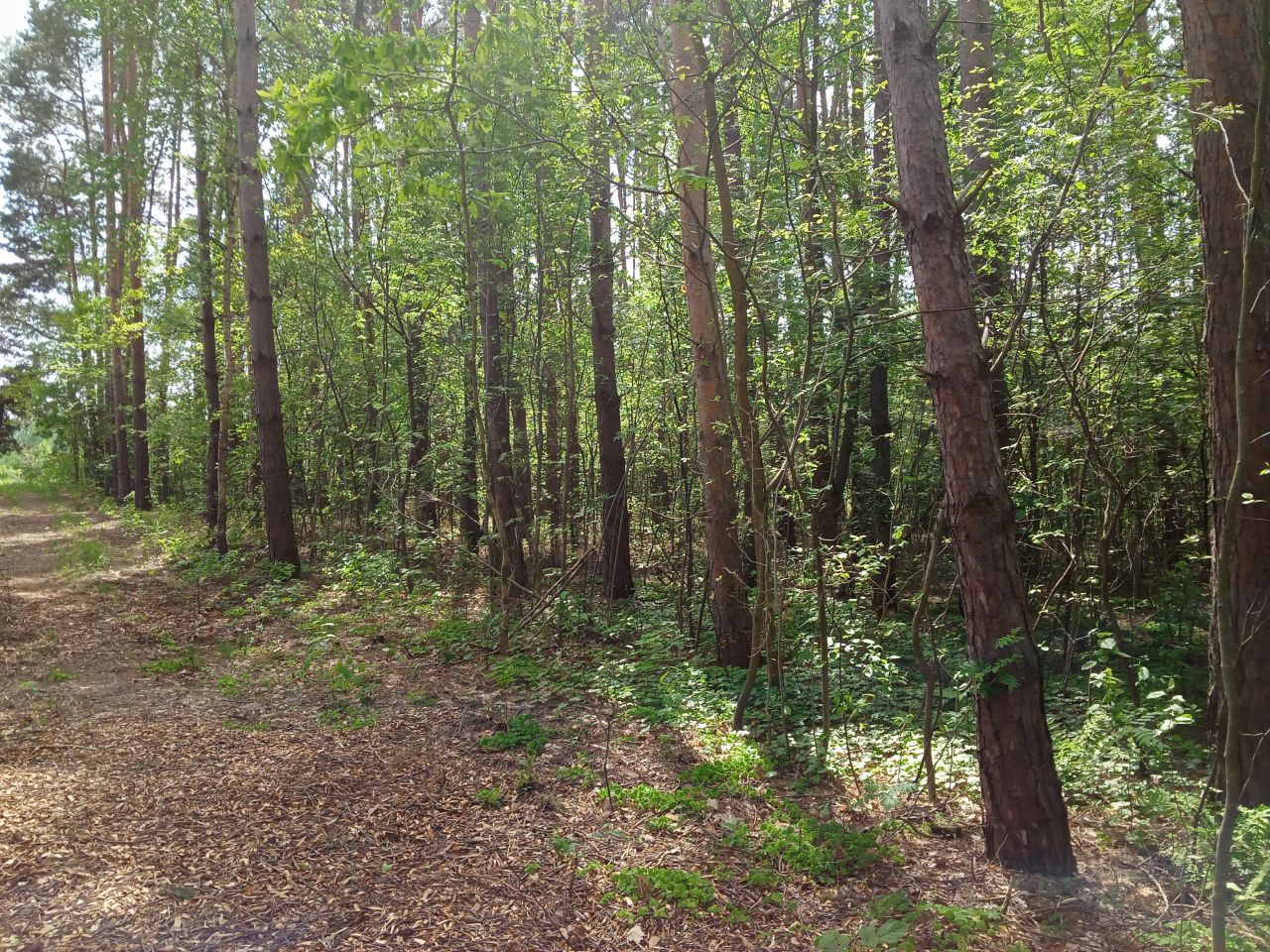 Działka budowlana Bieniewiec, ul. Barwna. Zdjęcie 8