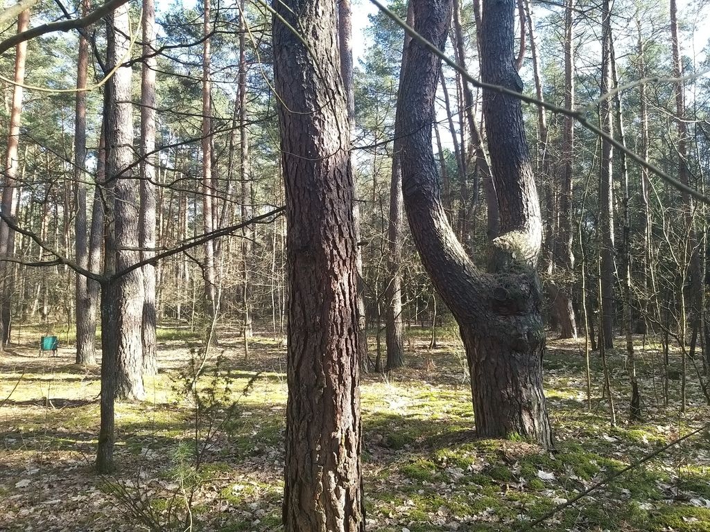 Działka leśna Osiedle Wilga. Zdjęcie 4