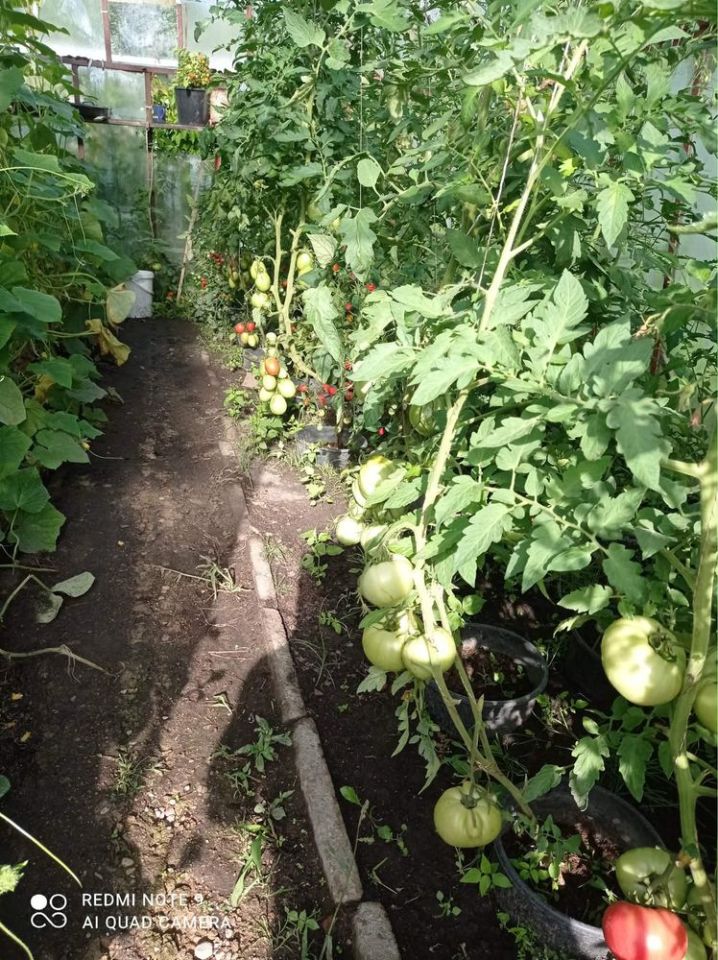 Działka rod Giżycko. Zdjęcie 2