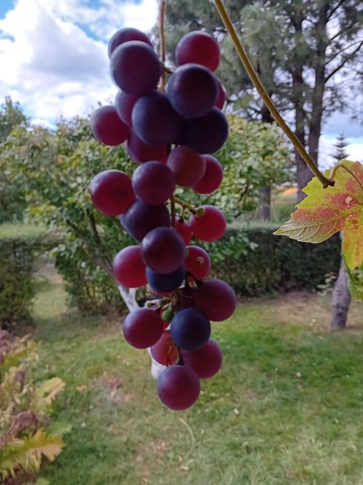 Działka rod Tychy. Zdjęcie 7