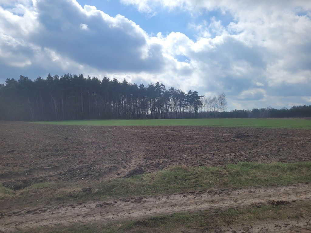 Działka rolno-budowlana Rojewo. Zdjęcie 6