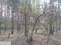 Działka leśna Połoń. Zdjęcie 2