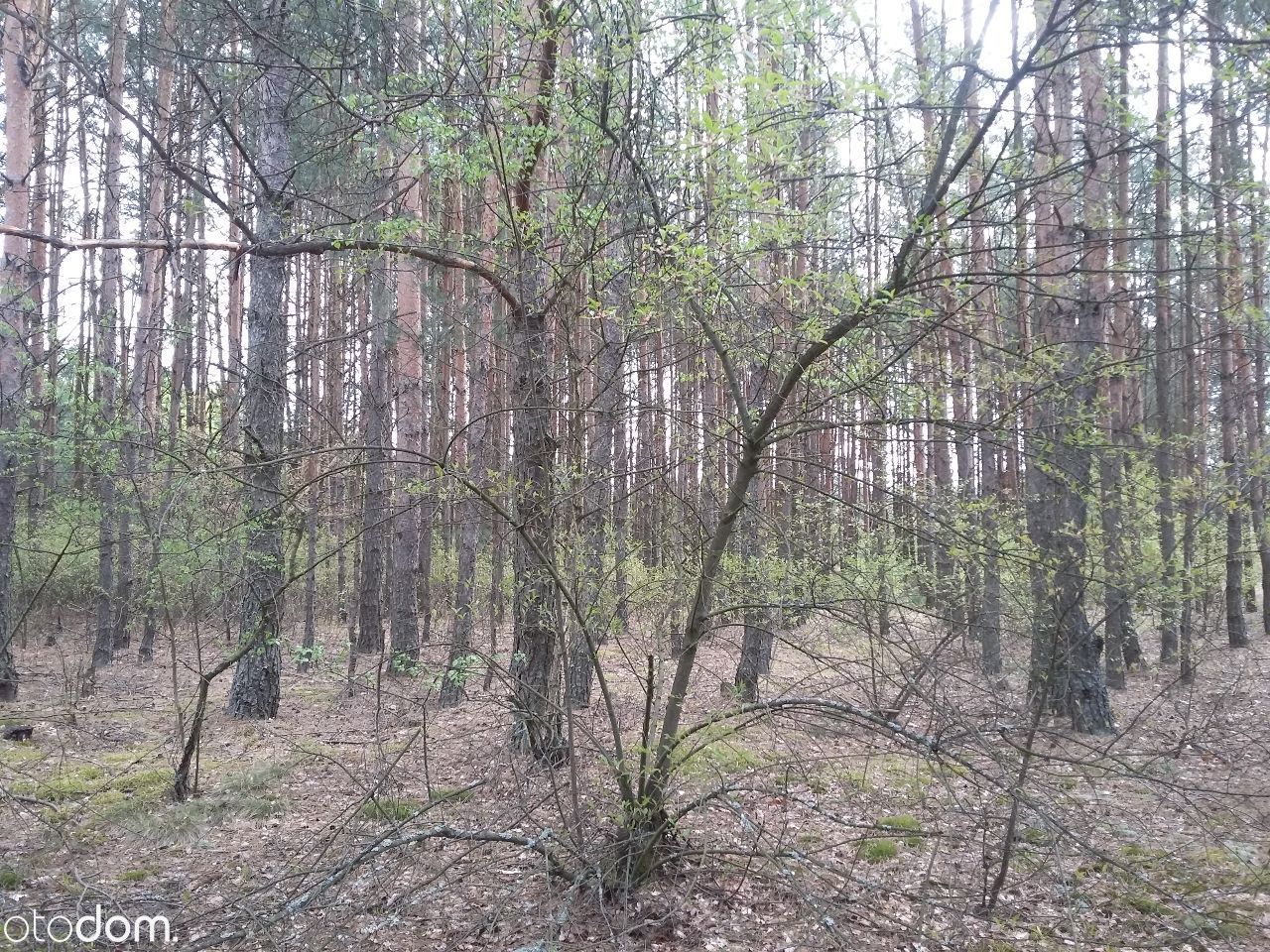 Działka leśna Połoń. Zdjęcie 3