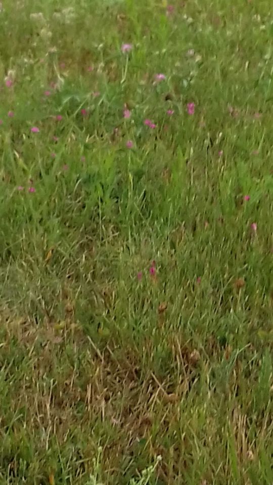 Działka siedliskowa Wierzchowisko. Zdjęcie 8