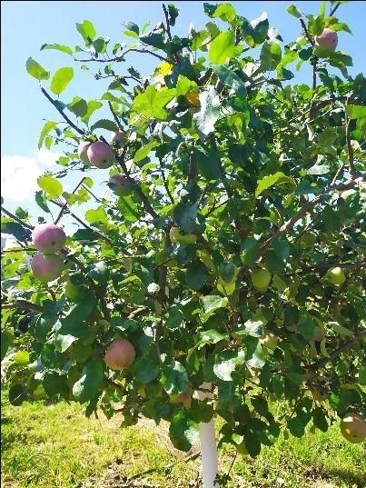 Działka rolno-budowlana Bolimowska Wieś. Zdjęcie 10