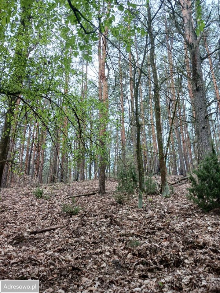 Działka Michałów. Zdjęcie 7