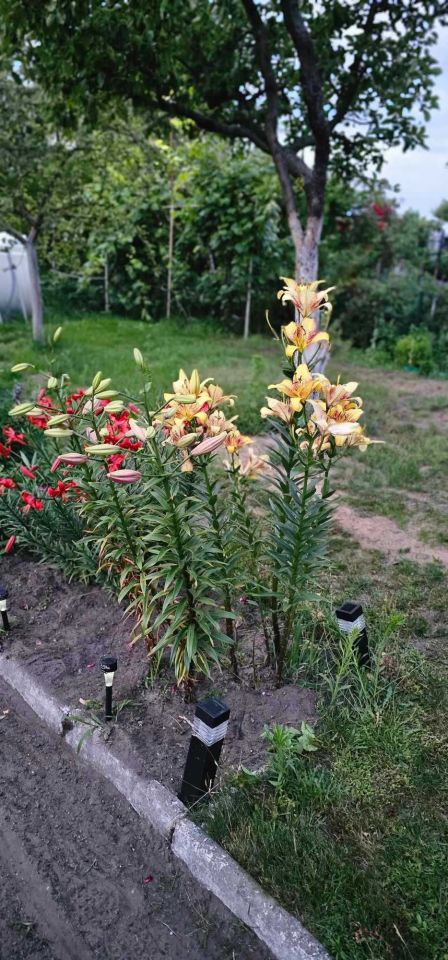 Działka rod Leszno, ul. Szybowników. Zdjęcie 7