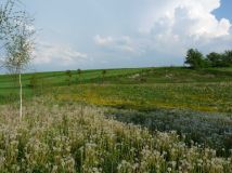 Działka rolno-budowlana Dzierzkowice-Rynek. Zdjęcie 1
