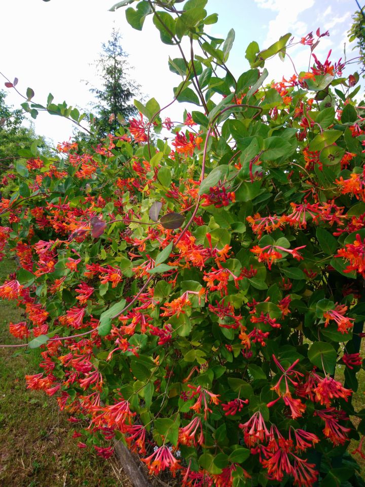 Działka rod Tczew Czyżykowo, ul. Bałdowska. Zdjęcie 9