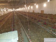 Hala/magazyn Złotówek. Zdjęcie 4