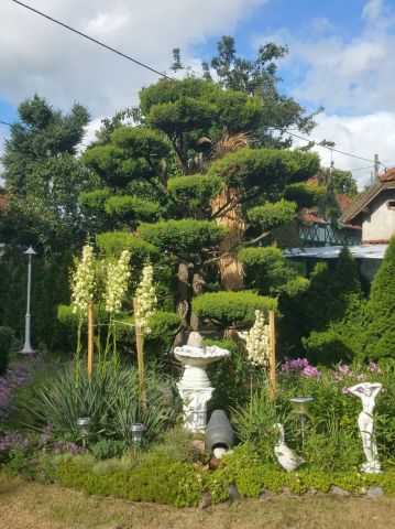 dom wolnostojący, 6 pokoi Kadyny. Zdjęcie 13