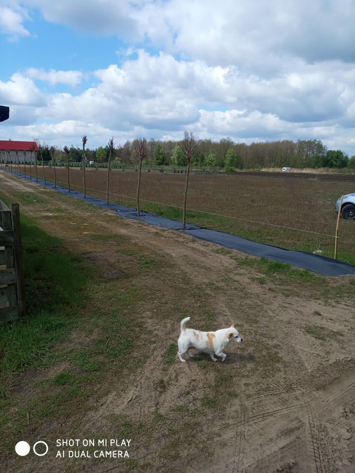 Działka inna Kramsk Kramsk-Łęgi. Zdjęcie 2