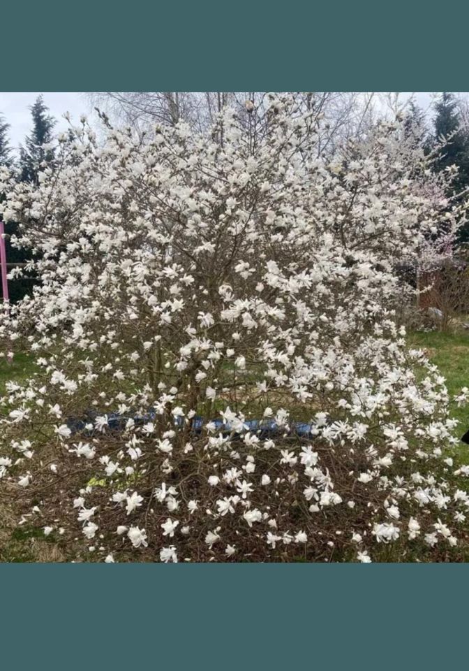 Działka budowlana Grzybowo, ul. Szkolna. Zdjęcie 6