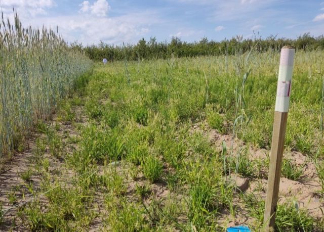 Działka budowlana Zaręby, ul. Sikorki. Zdjęcie 1