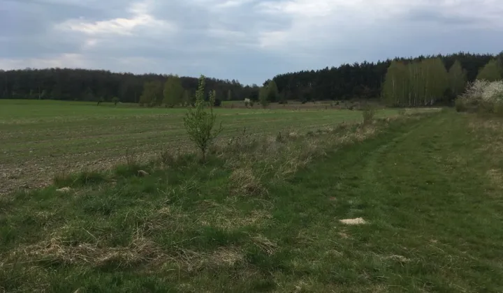 Działka rolno-budowlana Bratoszewice