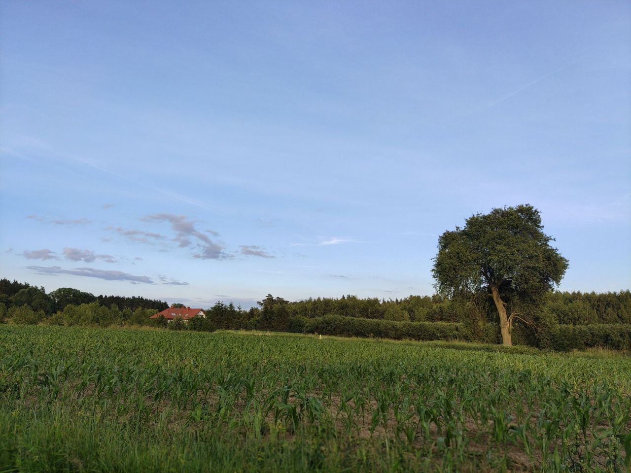 Działka budowlana Białkowo. Zdjęcie 4