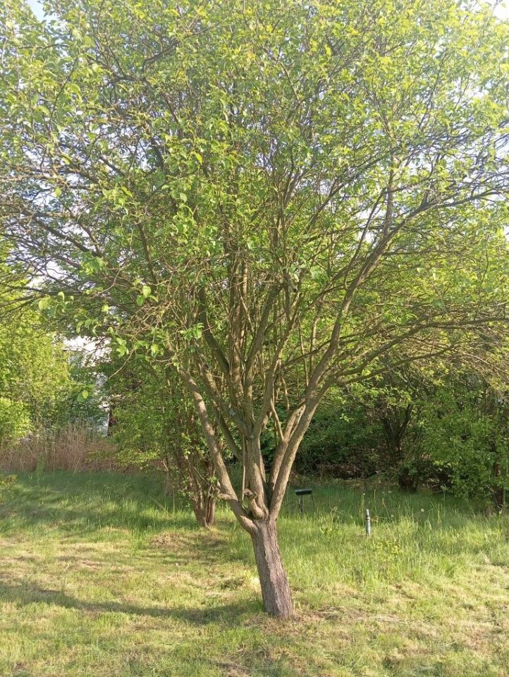 Działka rod Wrocław Wojnów. Zdjęcie 4