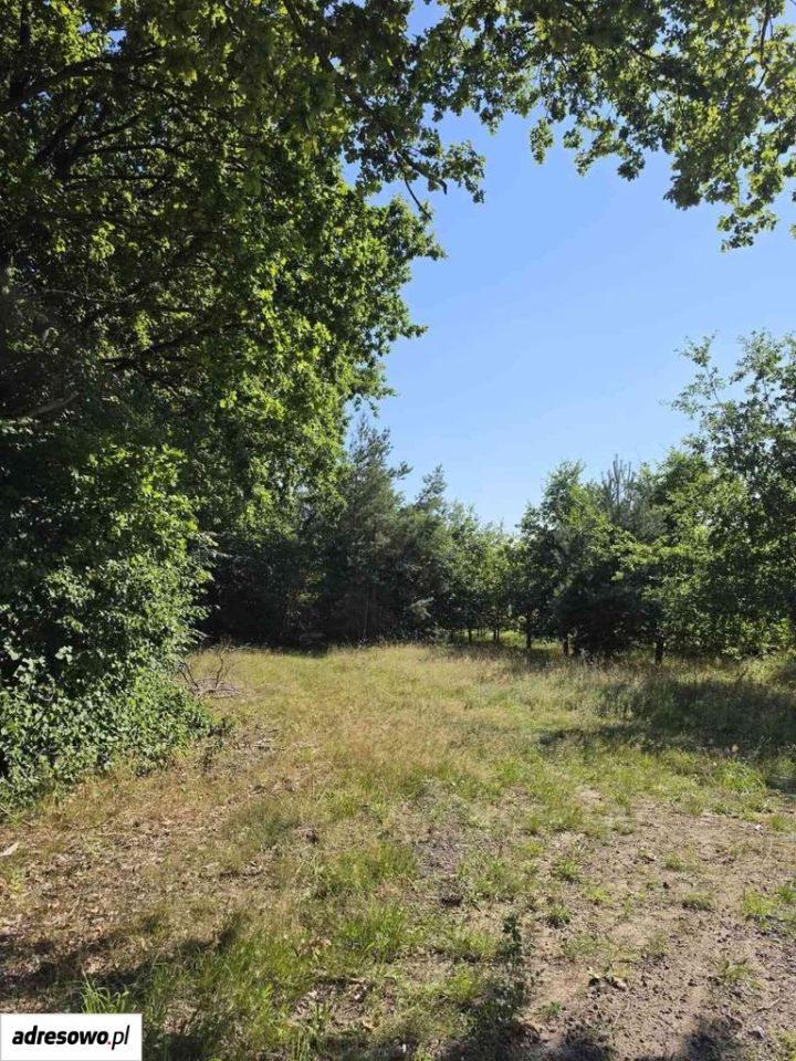 Działka budowlana Płocin. Zdjęcie 1