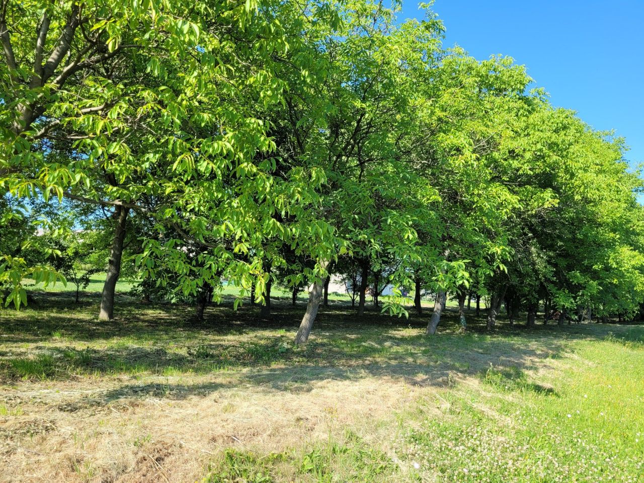 Działka budowlana Kolbark Na Górze, ul. Słoneczna. Zdjęcie 5
