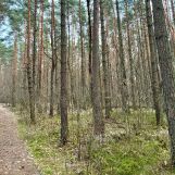 Działka leśna Zawiercie Warty, ul. Podkądzielowa. Zdjęcie 2