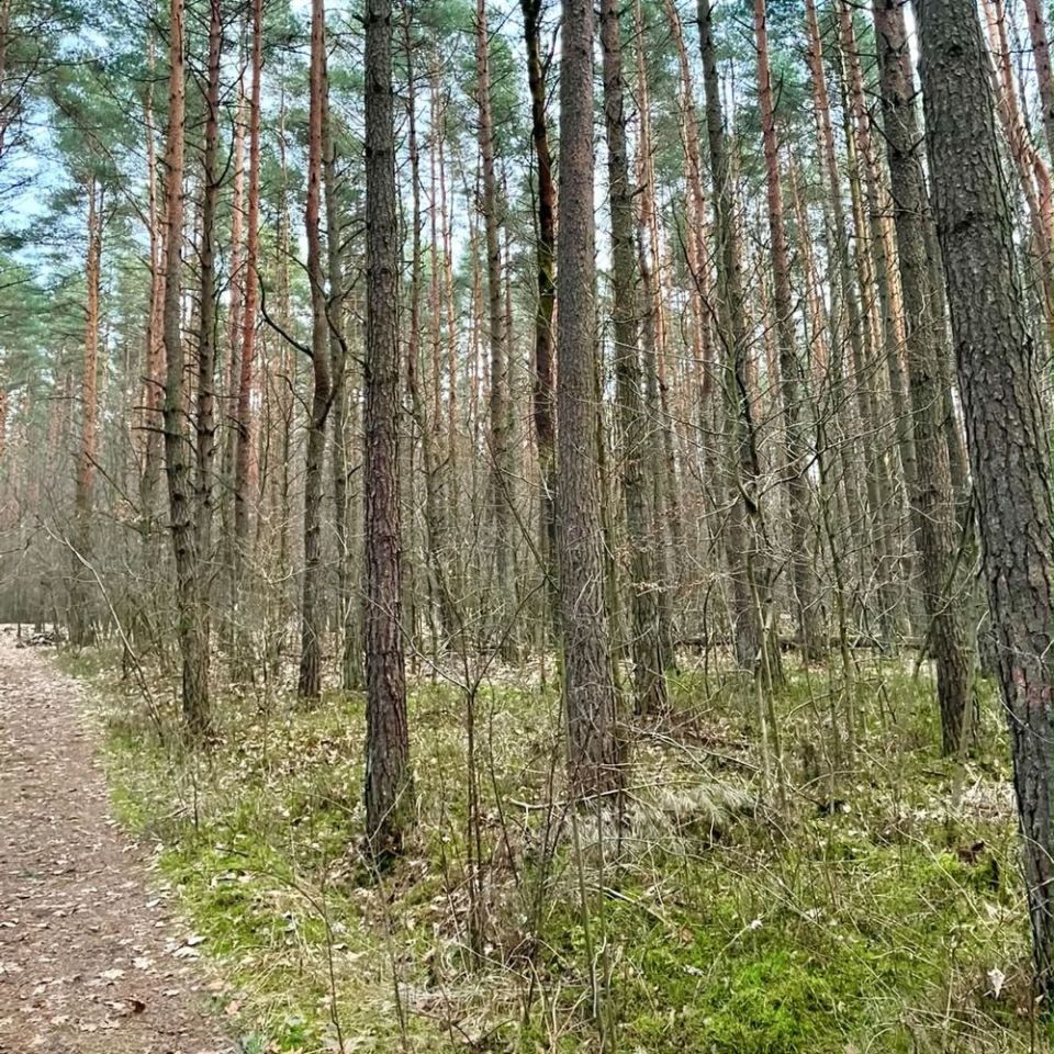 Działka leśna Zawiercie Warty, ul. Podkądzielowa. Zdjęcie 3