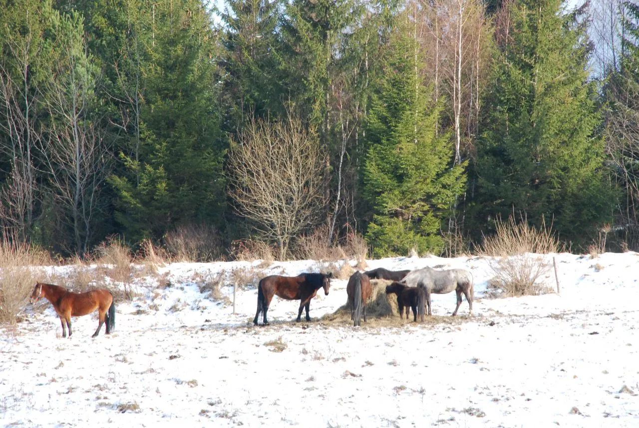 Działka siedliskowa Górzanka. Zdjęcie 16