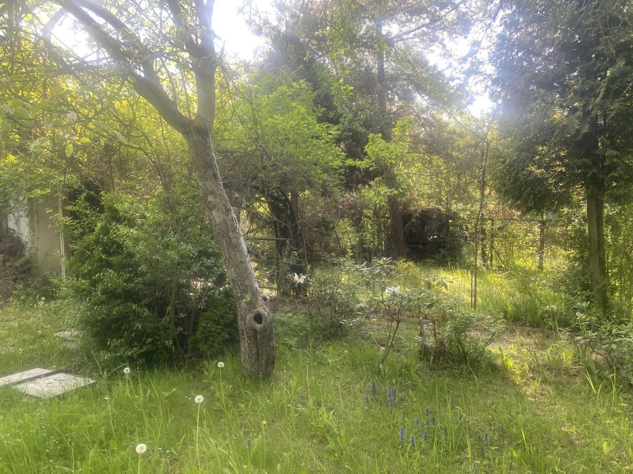 Działka rod Katowice Brynów, ul. Porfirowa. Zdjęcie 4