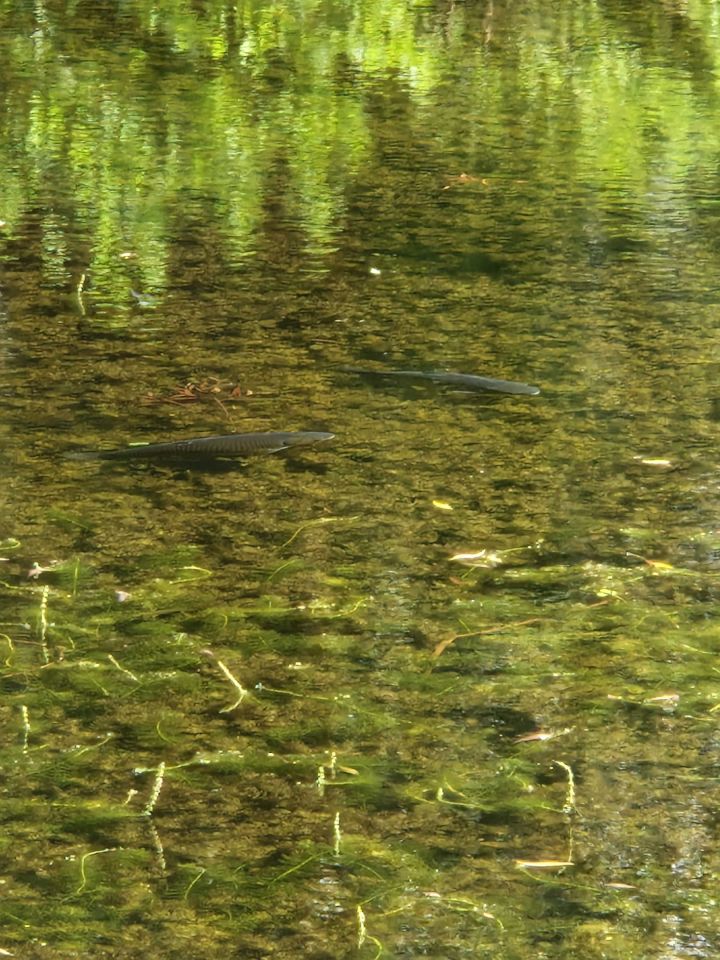 Działka rekreacyjna Rypin. Zdjęcie 4