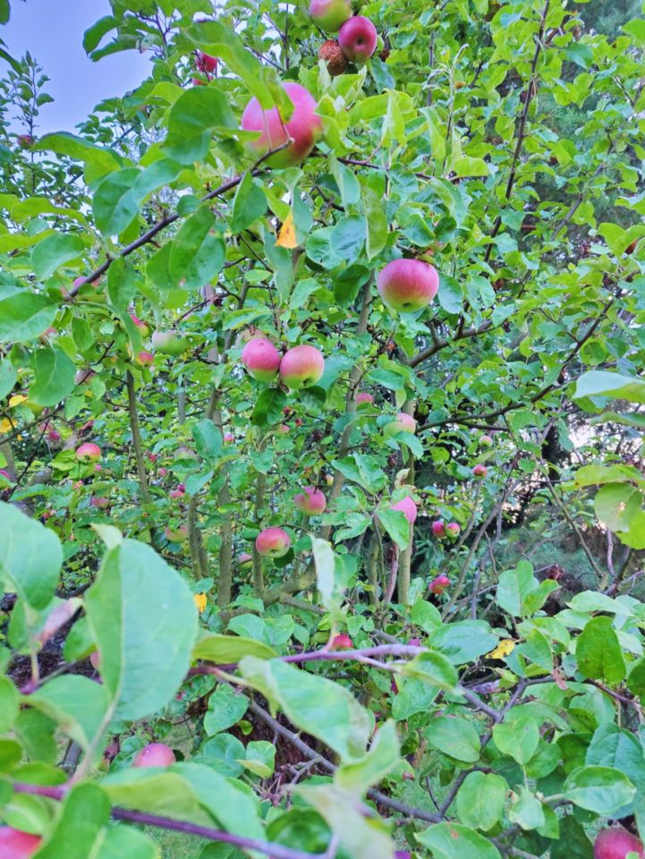 Działka budowlana Miękinia, ul. Lipowa. Zdjęcie 8