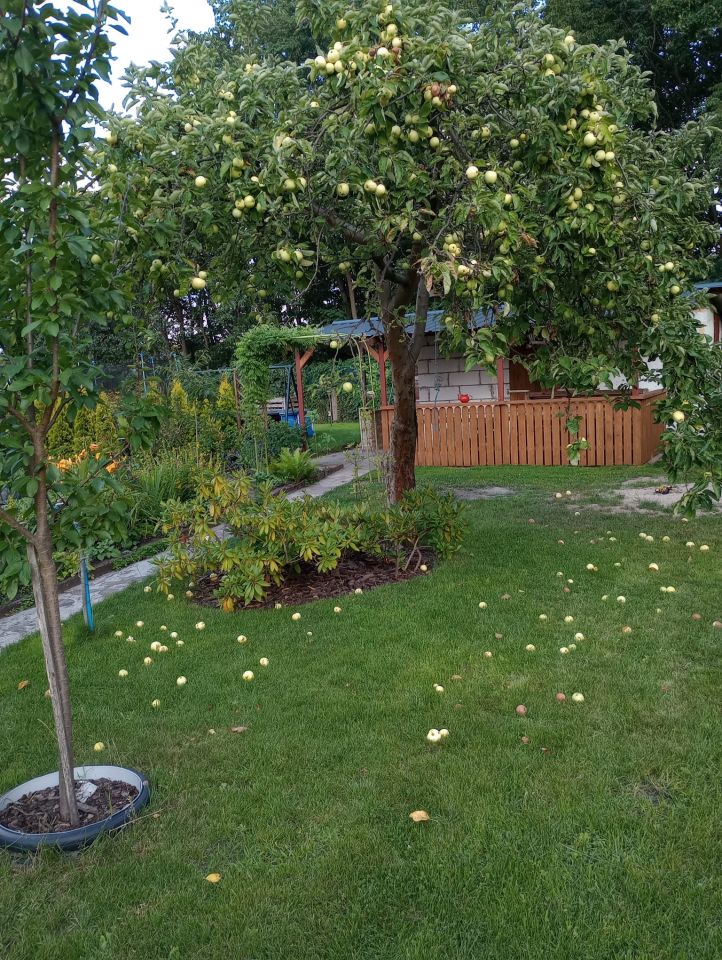 Działka rod Zielona Góra, ul. Osiedle Pomorskie. Zdjęcie 19