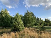 Działka rolno-budowlana Szumlin. Zdjęcie 4