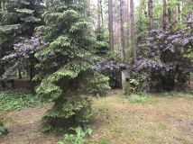 Działka rekreacyjna Zofiówka, ul. Cienista. Zdjęcie 3