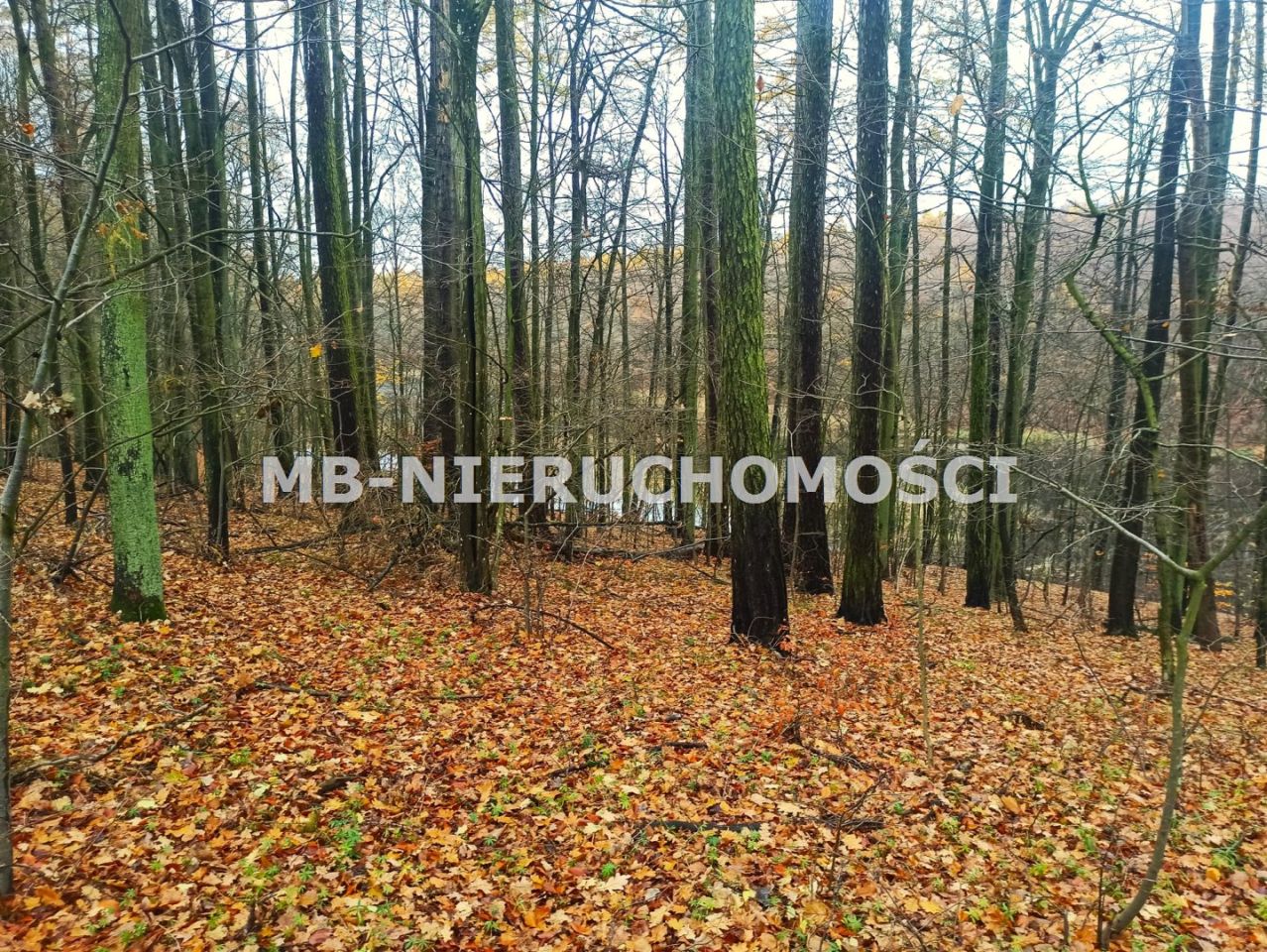 Działka rekreacyjna Skarpa. Zdjęcie 7