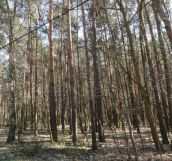 Działka budowlana Józefów Michalin, ul. Księdza Malinowskiego. Zdjęcie 2