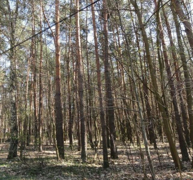 Działka budowlana Józefów Michalin, ul. Księdza Malinowskiego. Zdjęcie 3