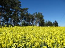 Działka rolna Parsów. Zdjęcie 2