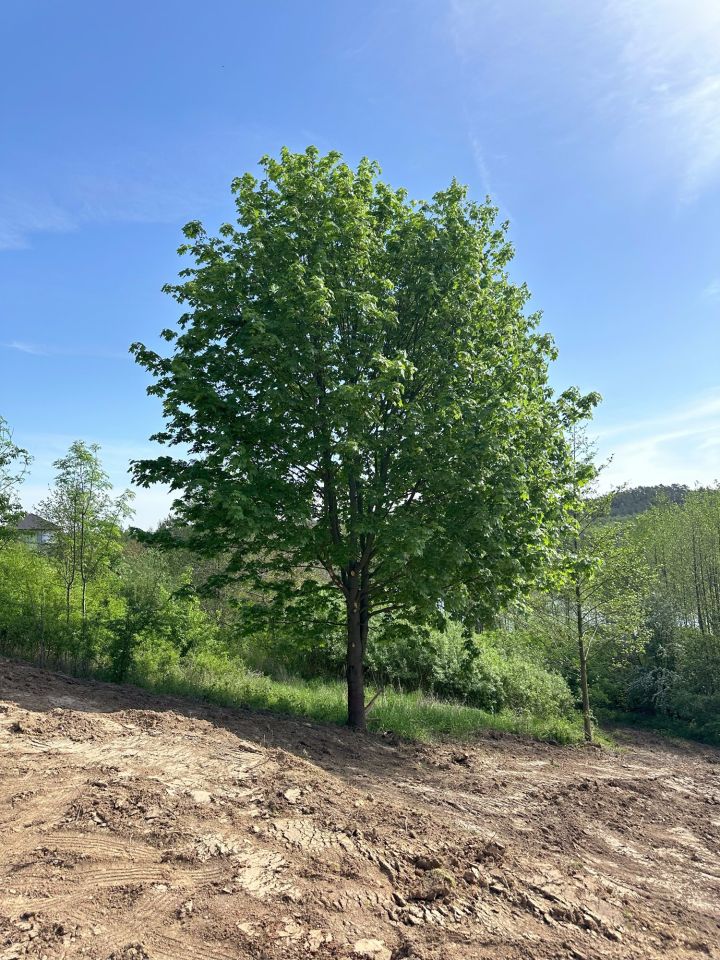 Działka rolno-budowlana Zbójno. Zdjęcie 5