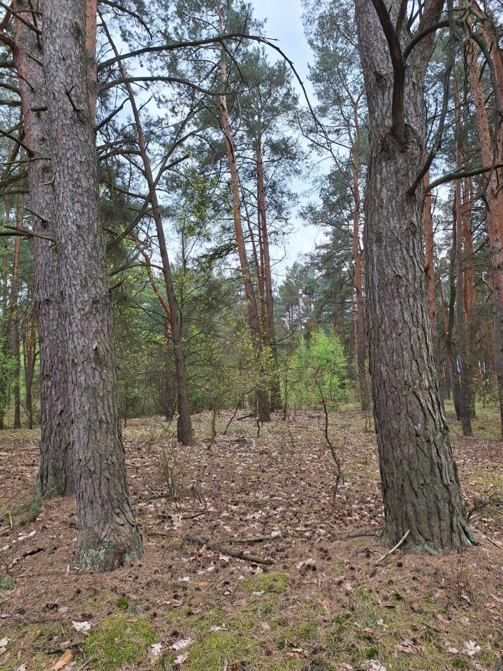 Działka rolna Nowa Wieś-Śladów. Zdjęcie 5