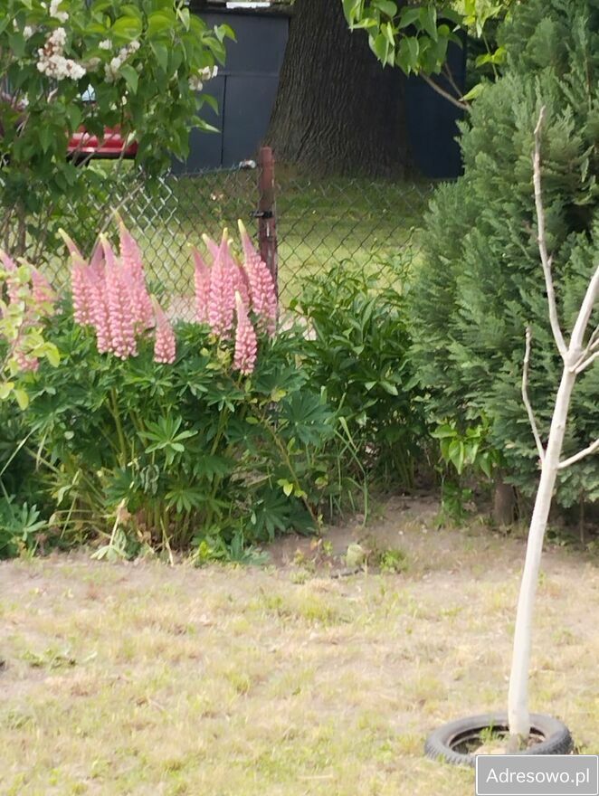 Działka rod Bytom Stolarzowice, ul. Paczyńska. Zdjęcie 7