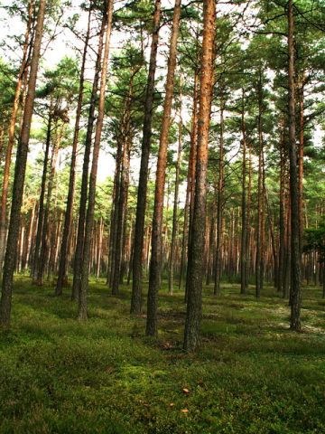 Działka rolno-budowlana Tarnopol. Zdjęcie 1