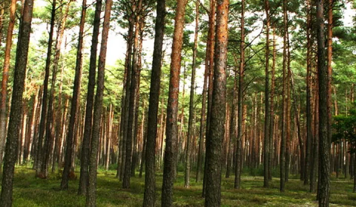 Działka rolno-budowlana Tarnopol