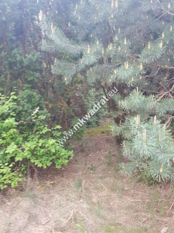 Działka budowlana Rozalin. Zdjęcie 8