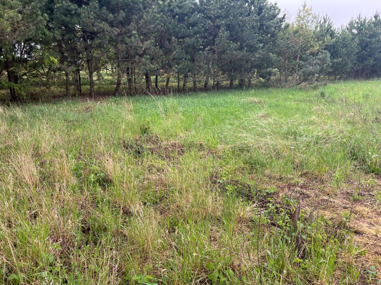 Działka budowlana Ochoża-Kolonia. Zdjęcie 2