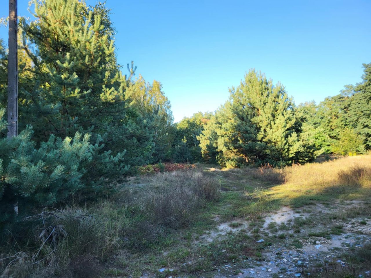 Działka rolna Borszyce. Zdjęcie 5